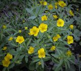 Ranunculus cassubicus. Цветки и листья. Пермский край, Краснокамский р-н, окр. пос. Оверята, водоотводная канава. 21.05.2024.