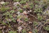 Orostachys spinosa. Вегетирующие растения (шарообразные розетки листьев) среди лапчаток. Бурятия, полупустыня у Ю побережья оз. Гусиное, 16 августа 2005 г.