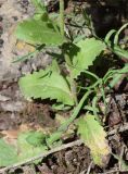Arabis auriculata