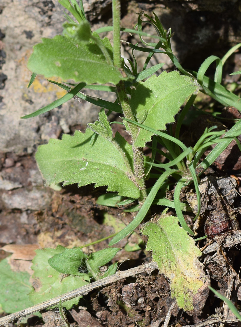 Изображение особи Arabis auriculata.