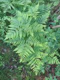 Pteridium pinetorum. Вайи. Ленинградская обл., г. Выборг, парк «Монрепо». 10.06.2024.