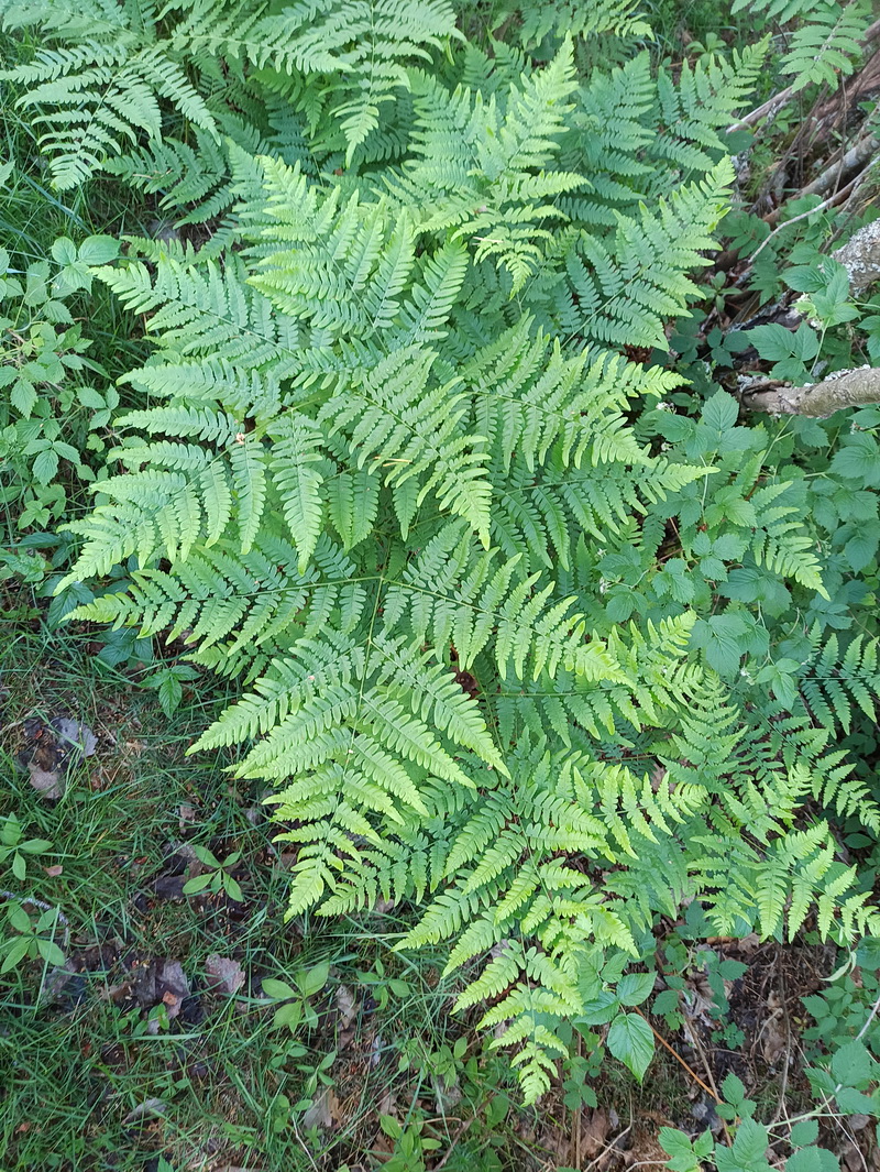 Изображение особи Pteridium pinetorum.