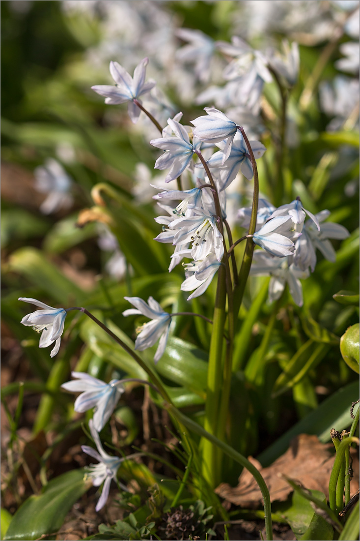 Изображение особи Scilla mischtschenkoana.