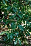 Lauro-cerasus officinalis. Верхушки ветвей с распускающимися соцветиями. Краснодарский край, Сочи, Адлерский р-н, парк \"Южные культуры\", в культуре. 09.03.2025.