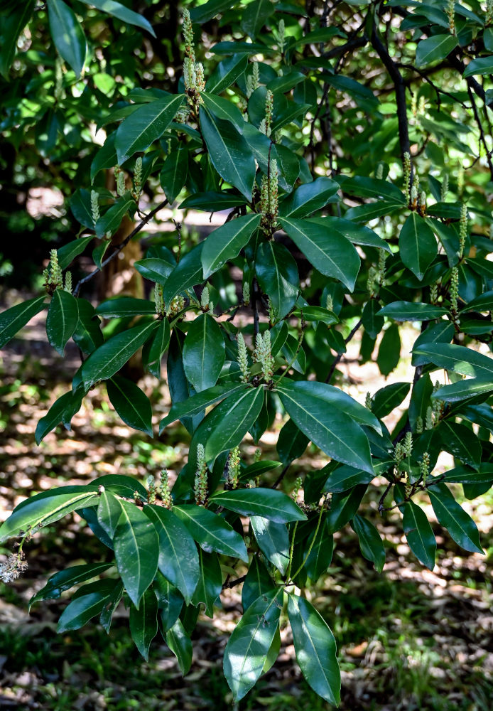 Image of Lauro-cerasus officinalis specimen.