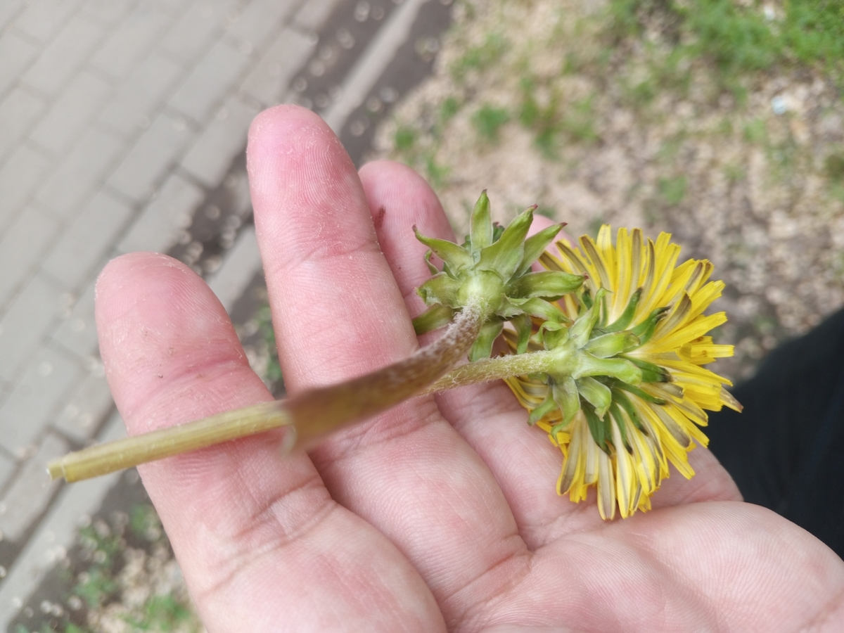 Image of genus Taraxacum specimen.