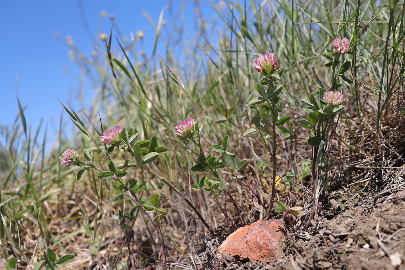 Изображение особи Trifolium medium.