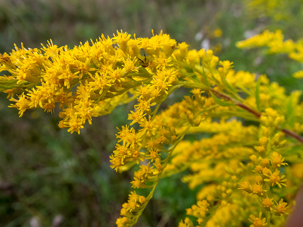 Image of Solidago canadensis specimen.