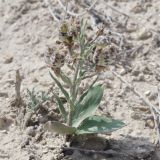 Rhinopetalum karelinii