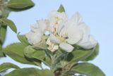 Malus domestica