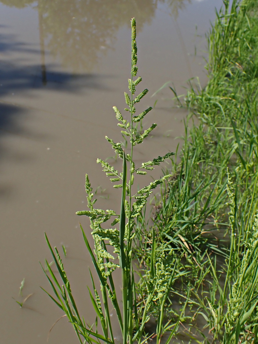Image of Beckmannia syzigachne specimen.