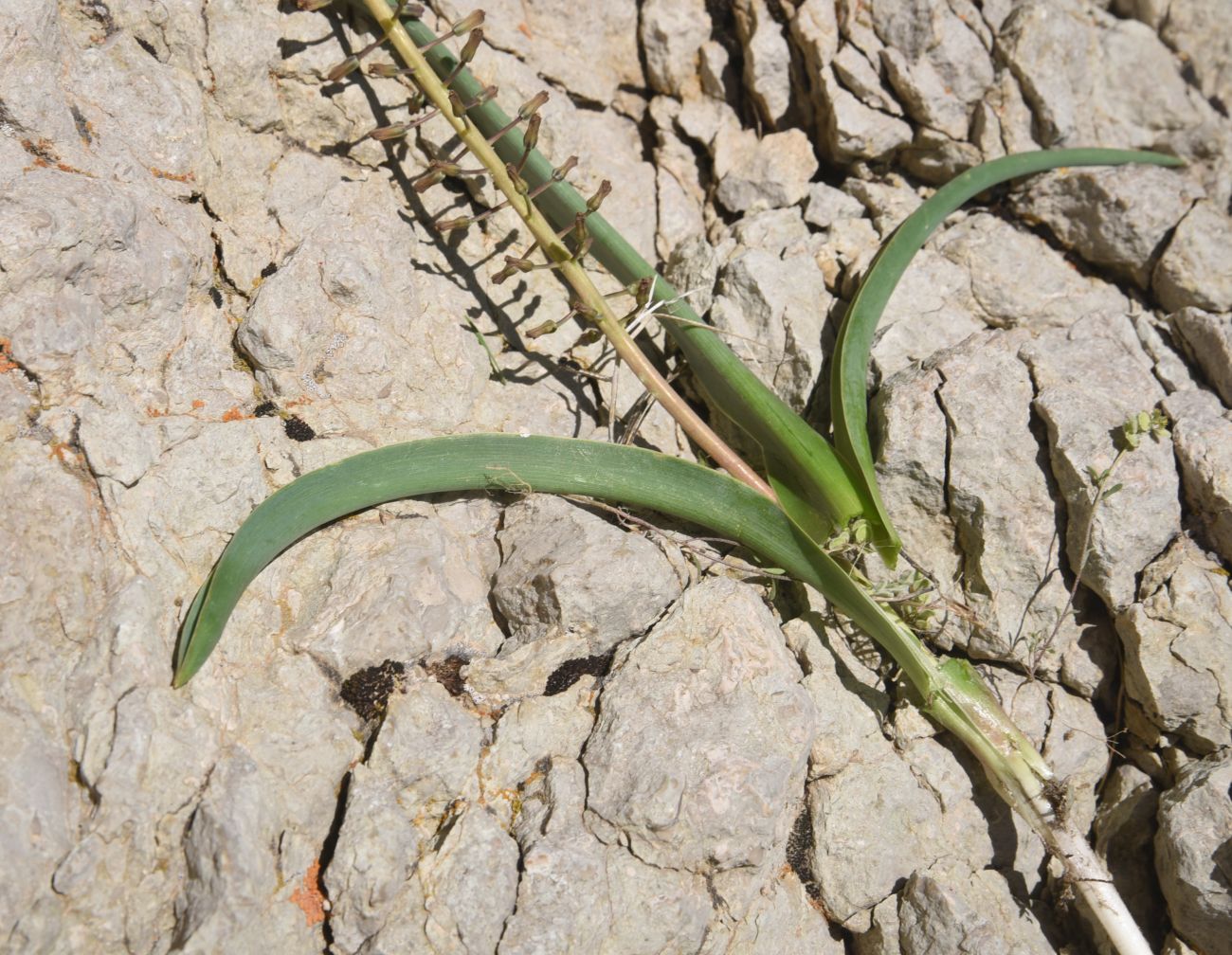 Image of Leopoldia caucasica specimen.