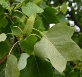 Liriodendron tulipifera