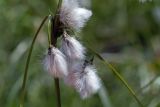 Eriophorum angustifolium