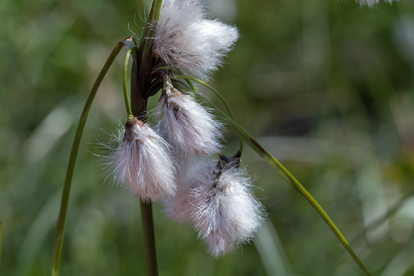 Изображение особи Eriophorum angustifolium.