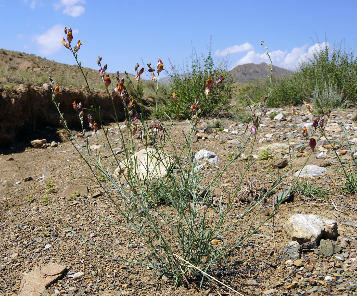 Image of Linaria popovii specimen.