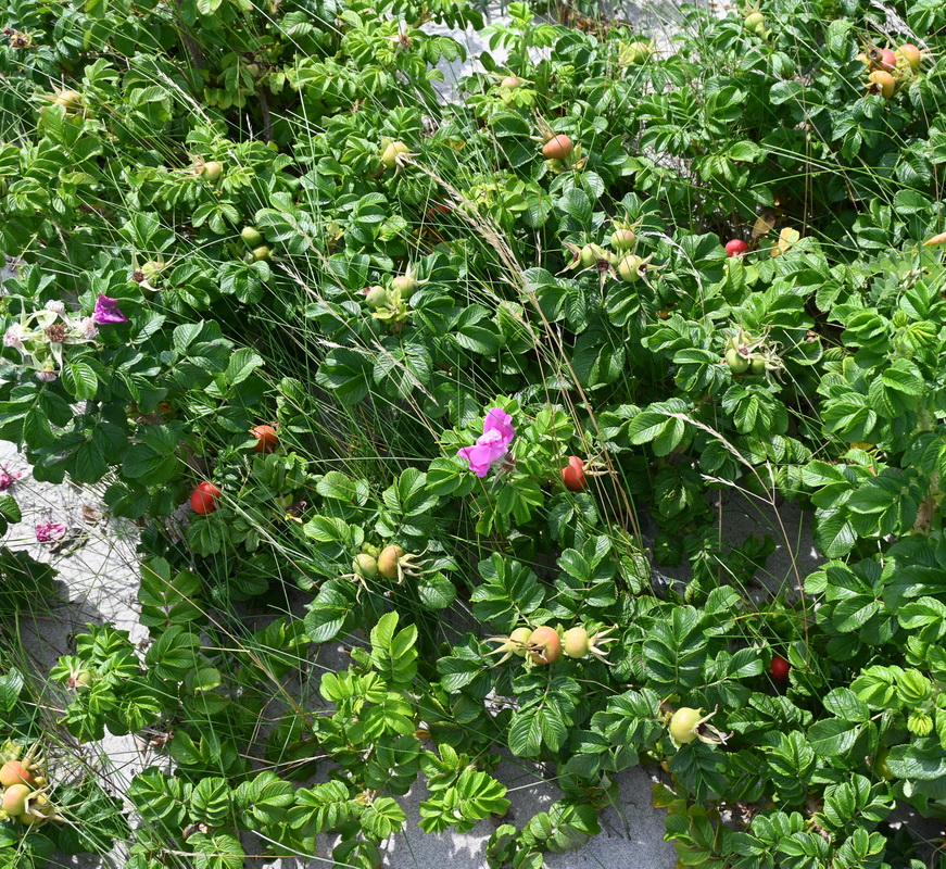 Изображение особи Rosa rugosa.