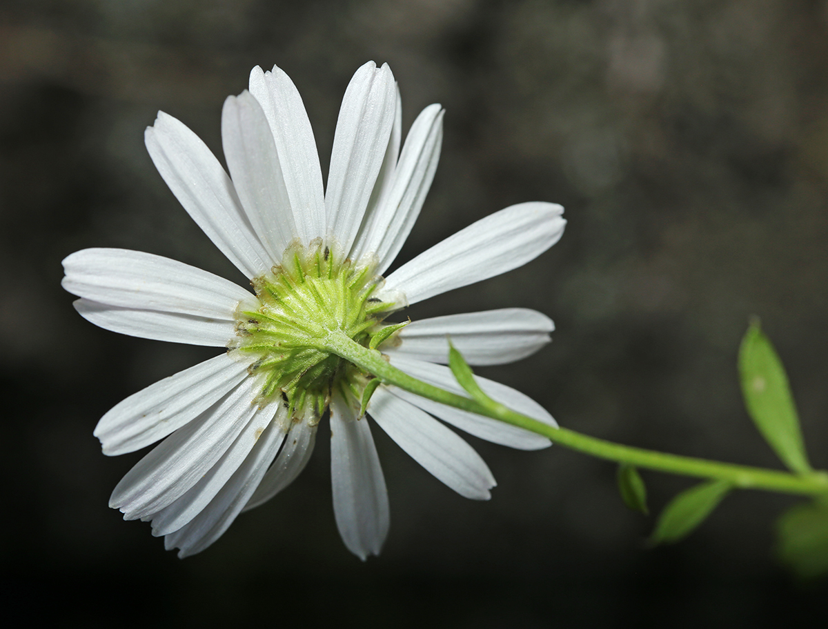 Изображение особи Chrysanthemum naktongense.