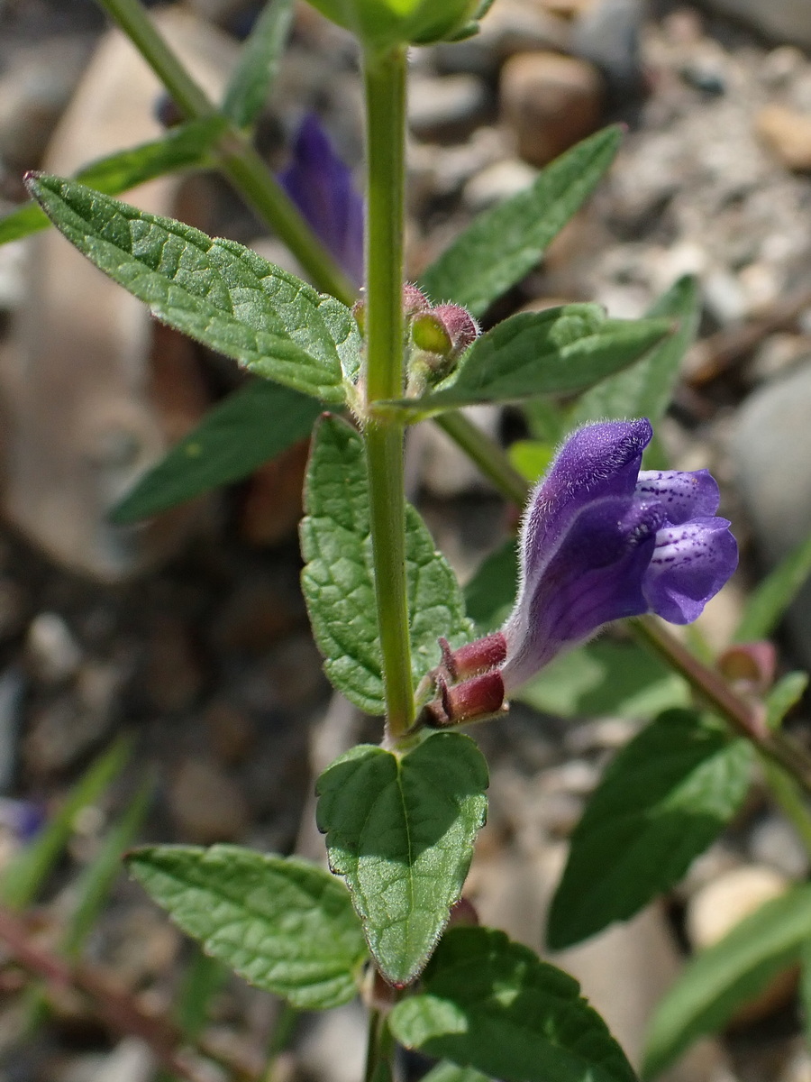 Изображение особи Scutellaria galericulata.