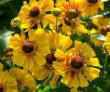Helenium autumnale. Соцветия-корзинки разной степени развития. Пермь, Ленинский р-н, городская эспланада. 1 сентября 2024 г.