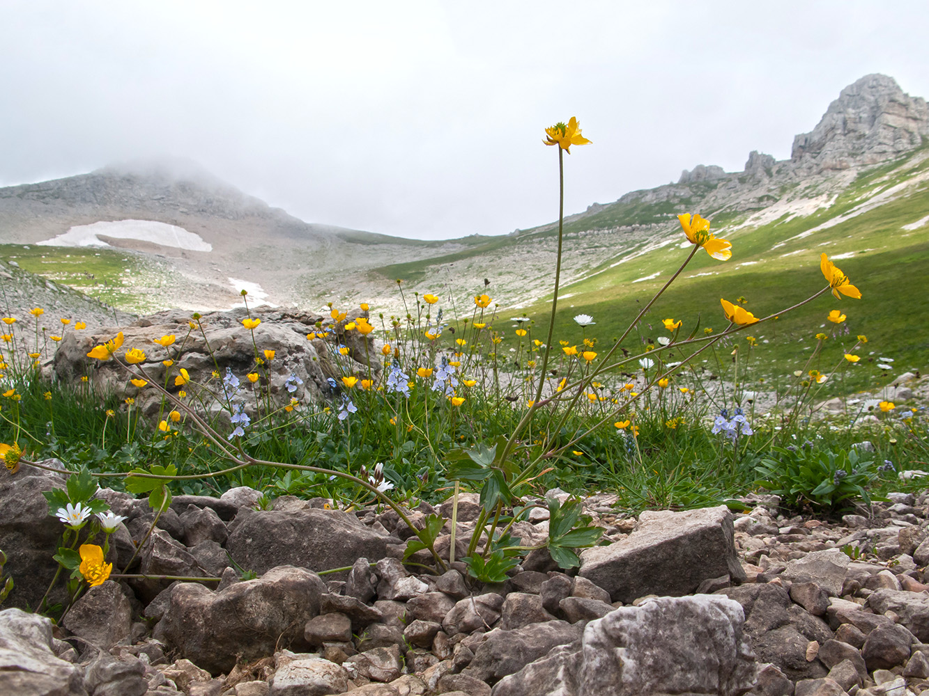 Изображение особи Ranunculus oreophilus.