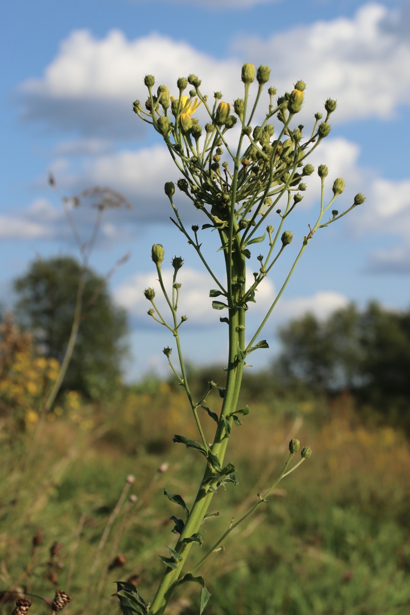 Image of Hieracium umbellatum specimen.