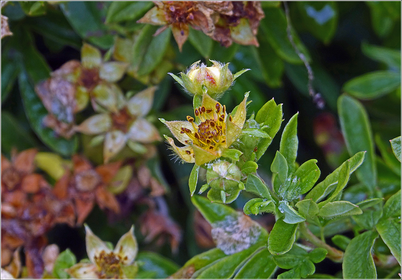Image of Dasiphora fruticosa specimen.