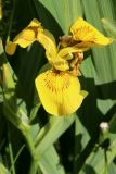 Iris pseudacorus