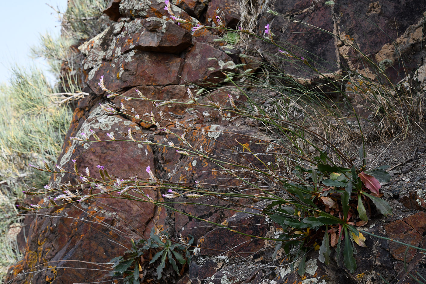 Изображение особи Ikonnikovia kaufmanniana.