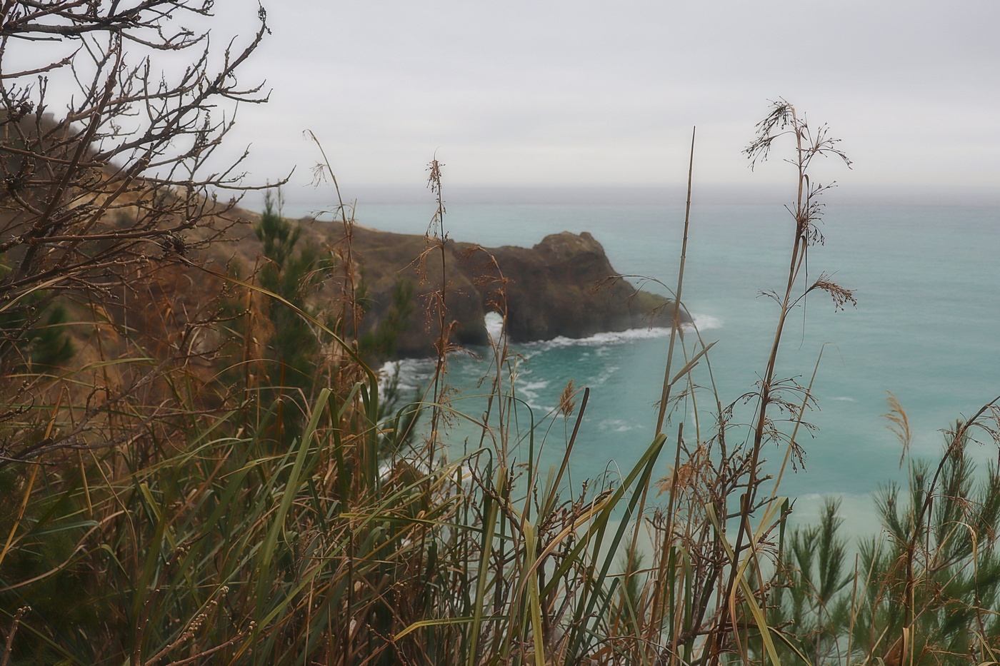 Image of Cladium martii specimen.