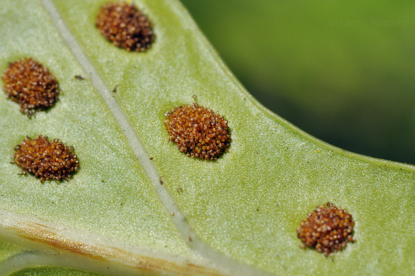 Image of class Polypodiopsida specimen.