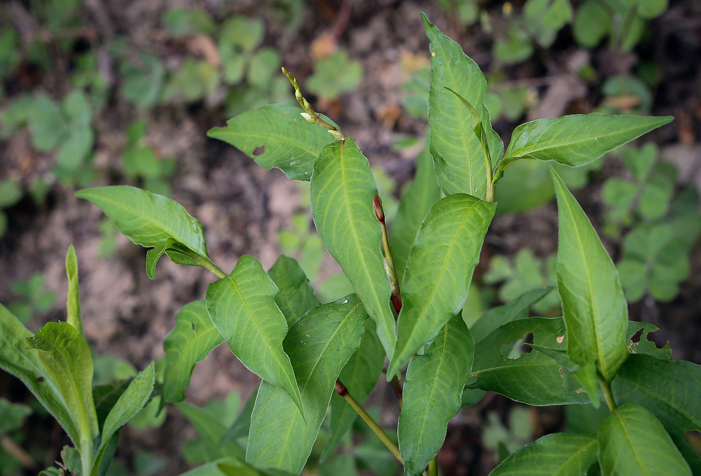 Image of genus Persicaria specimen.