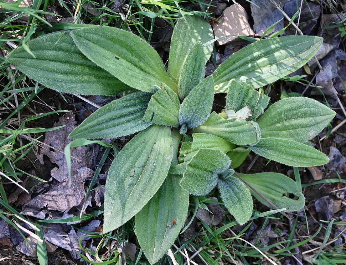 Image of Plantago media specimen.