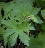 Geranium sylvaticum. Листья и соцветие в бутонах. Абхазия, Гудаутский р-н, Рицинский реликтовый национальный парк, хр. Авадхара, дол. р. Авадхара, хвойно-широколиственный лес, берег ручья. 1600 м н.у.м. 09.06.2025.