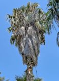 Washingtonia robusta. Крона плодоносящего растения. Португалия, г. Лиссабон, в культуре. 02.08.2025.
