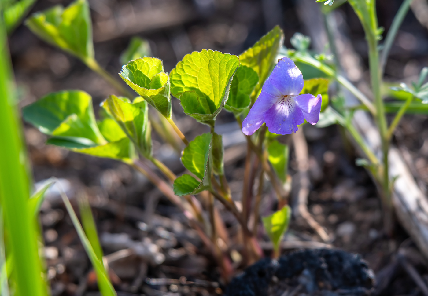 Image of Viola brachysepala specimen.