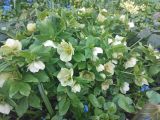 Helleborus orientalis. Цветущие растения. Москва, ботанический сад МГУ \"Аптекарский огород\", теневой сад. 23.04.2024.