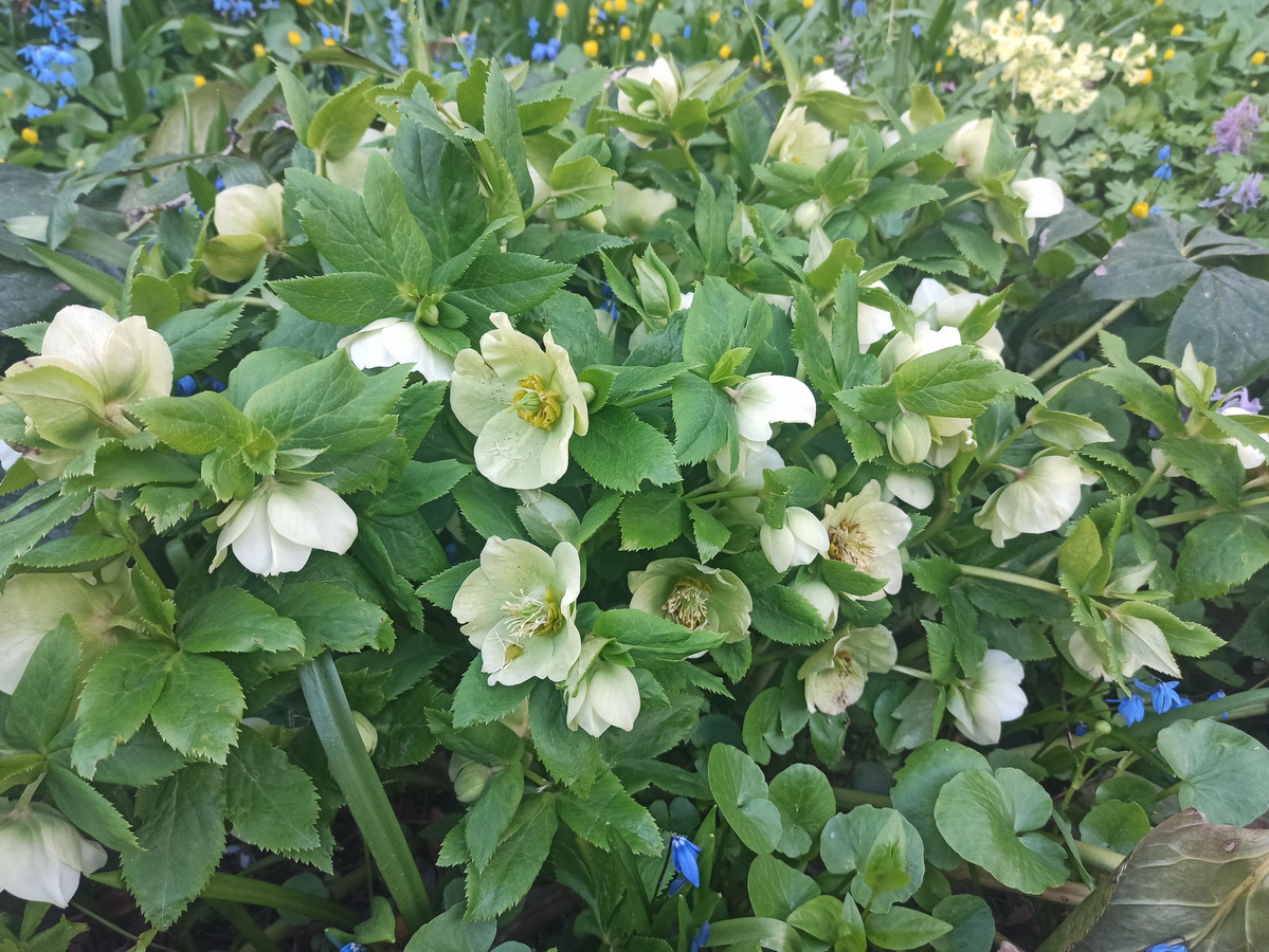 Image of Helleborus orientalis specimen.