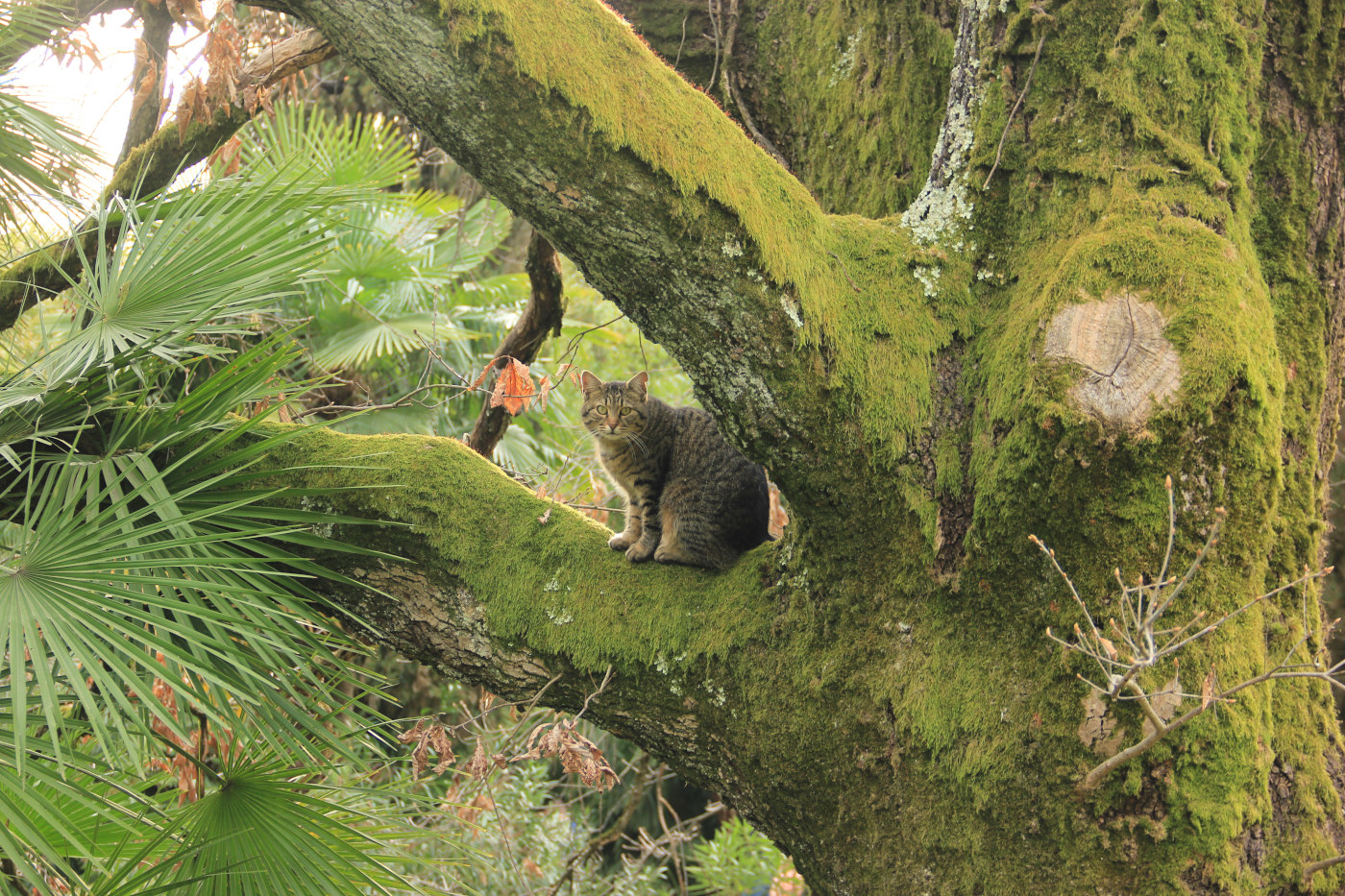 Изображение особи Quercus iberica.