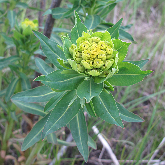 Изображение особи Euphorbia semivillosa.