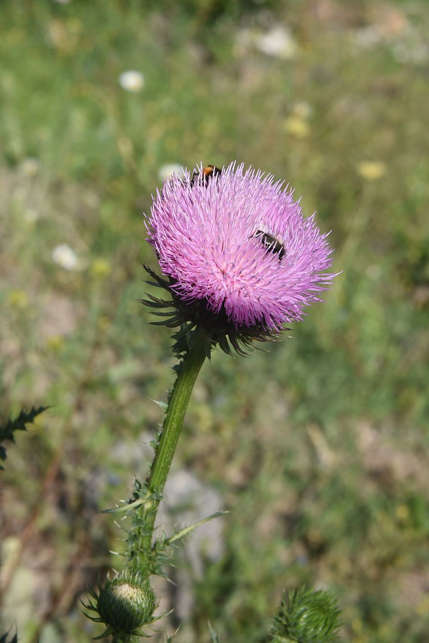 Image of Unknown species specimen.