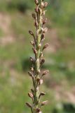Eremurus comosus. Часть соцветия в бутонах. Узбекистан, Сурхандарьинская обл., Сариасийский р-н, Гиссарский хр., дол. р. Обизаранг, 1070 м н.у.м., мелкоземистый склон. 01.05.2026.