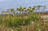 Ixeridium gramineum. Цветущие растения в сообществе с Carex duriuscula. Приморский край, Хасанский р-н, западный берег бухты Рейд Паллада вблизи косы Назимова, песчано-галечниковая морская терраса, остепнённый луг. 18.05.2026.