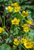 Ranunculus franchetii