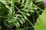 Vicia cracca. Лист с усами. Московская обл., Раменский р-н, окр. дер. Хрипань, садовый участок. 22.06.2026.