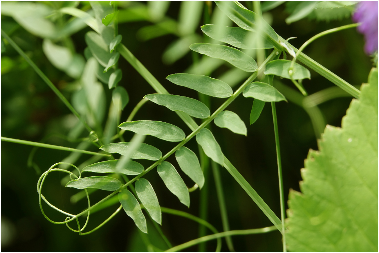 Image of Vicia cracca specimen.