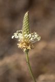 Plantago lanceolata