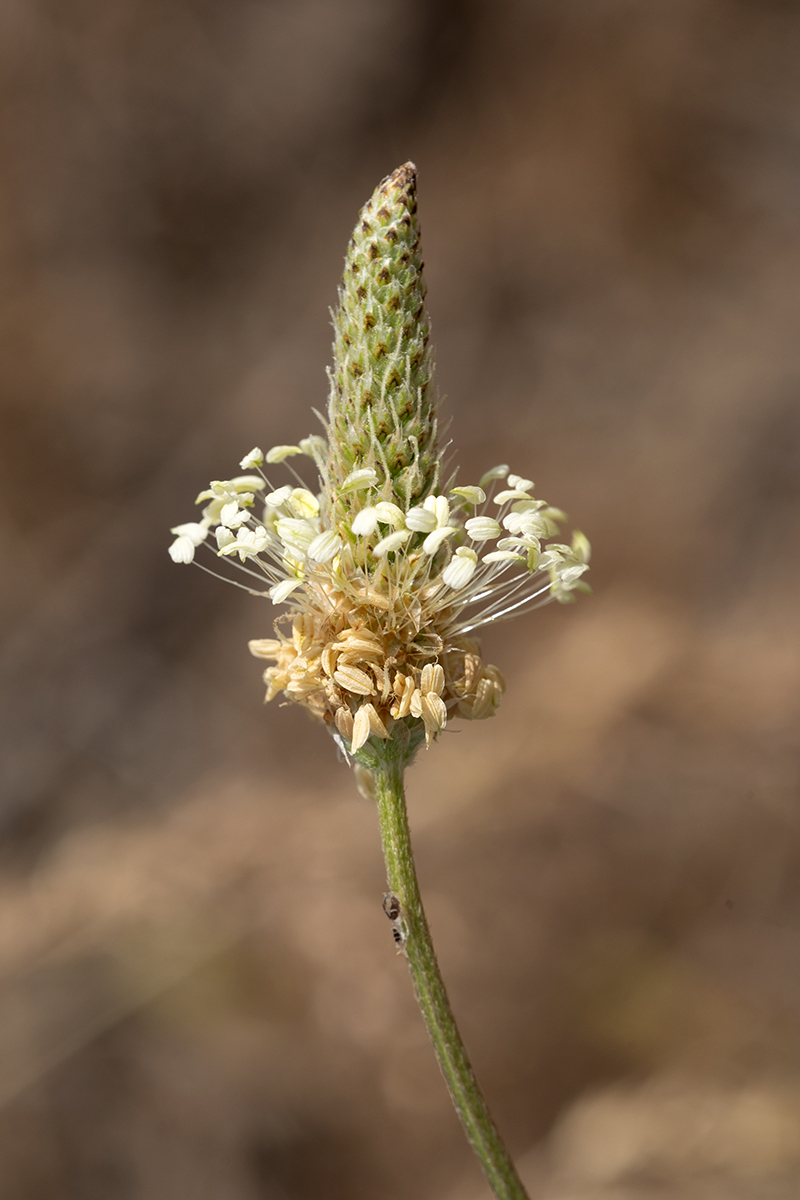 Изображение особи Plantago lanceolata.