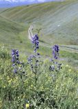 Delphinium oreophilum. Цветущее растение. Кыргызстан, Чуйская обл., Жайылский р-н, Сусамырская дол., ок. 5 км к СВ от с. Кожомкул. ок. 2300 м н.у.м., каменистый склон, разнотравное сообщество. 06.07.2026.