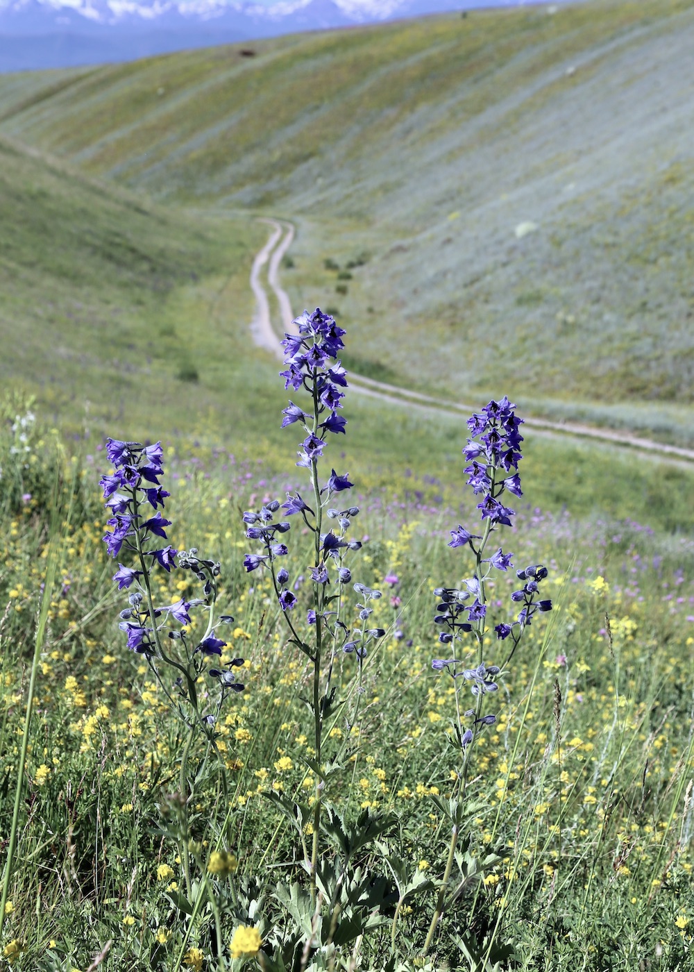 Image of Delphinium oreophilum specimen.